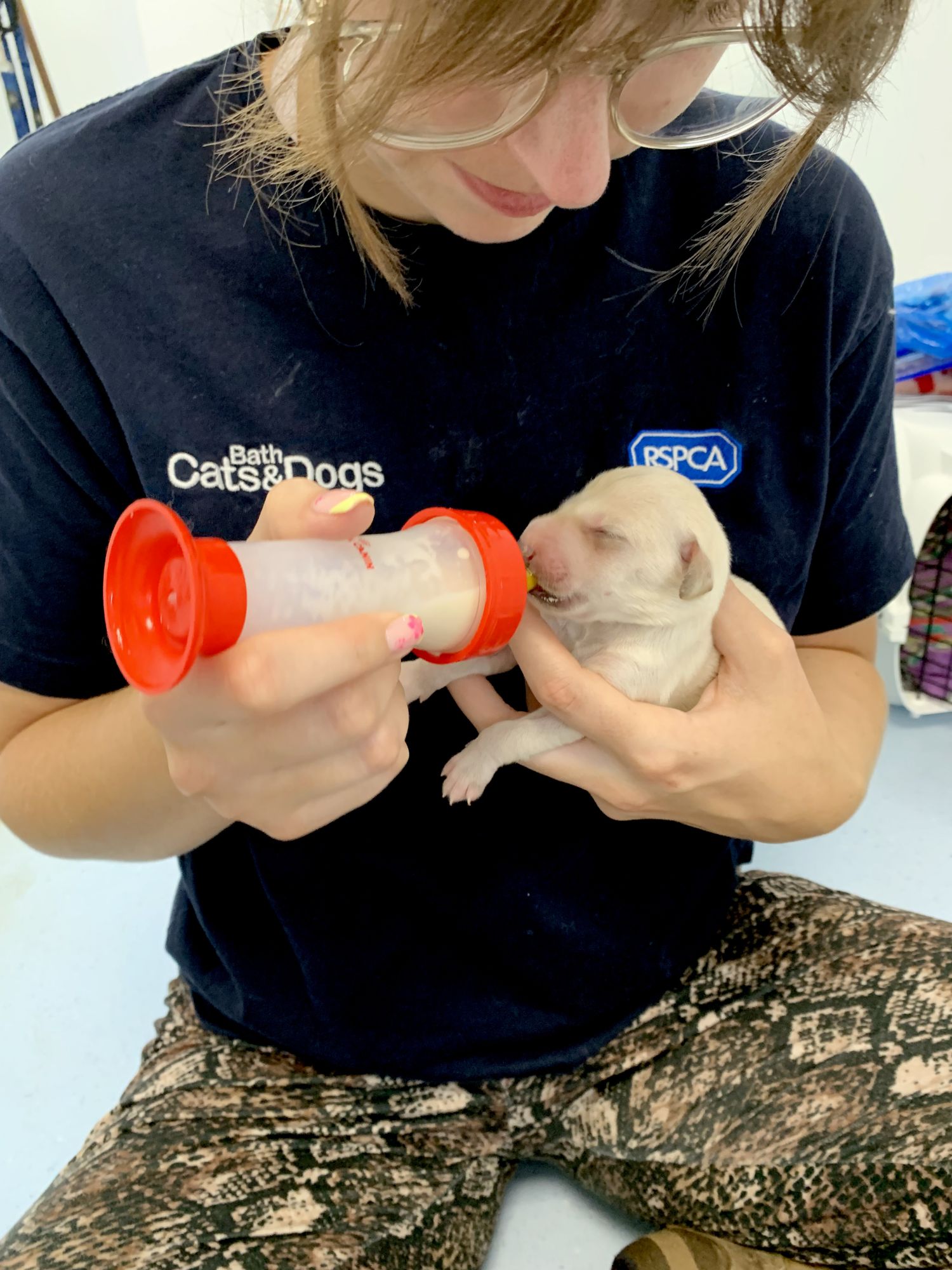 Hand feeding one of the puppies