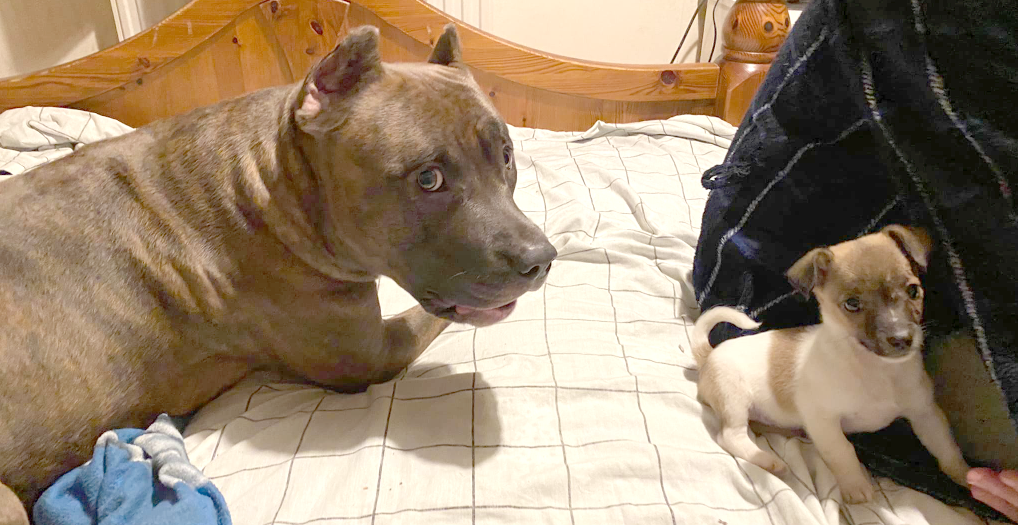 Large dog with cropped ears, with very small puppy, ona  bed