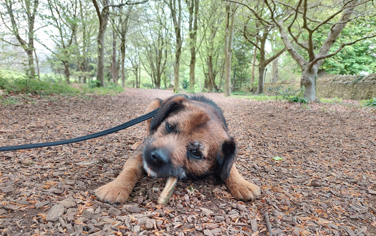 terrier dog eating a treat in the woods