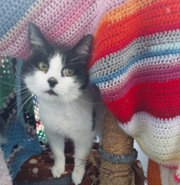 Harry the Cat with knitted blanket