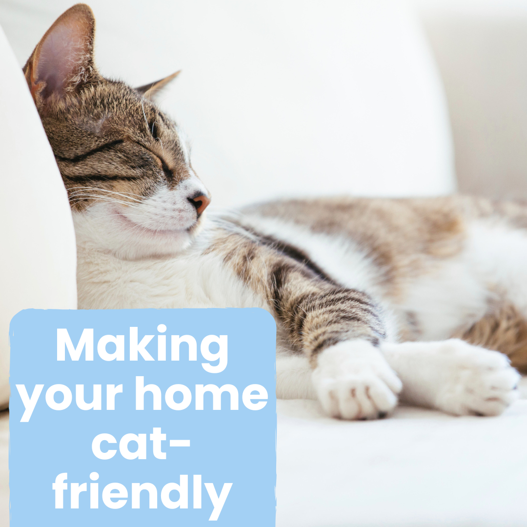 Click here to read about making your home cat friendly
