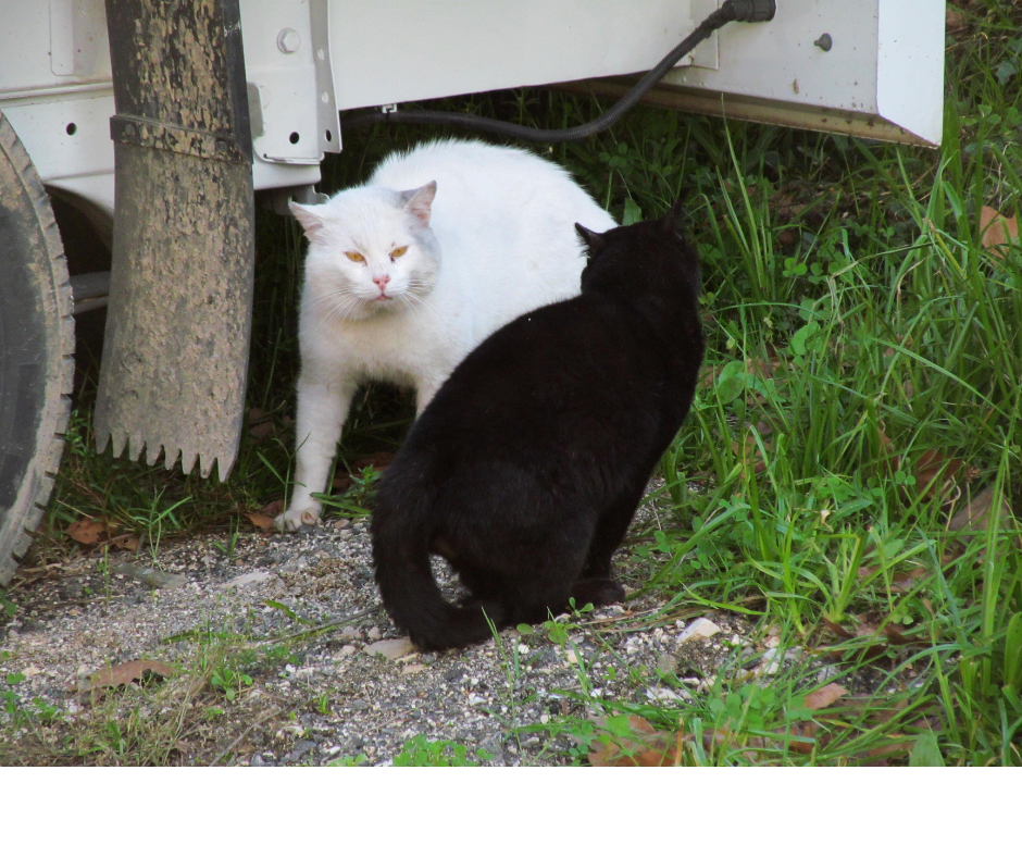 Male cats posturing for a fight