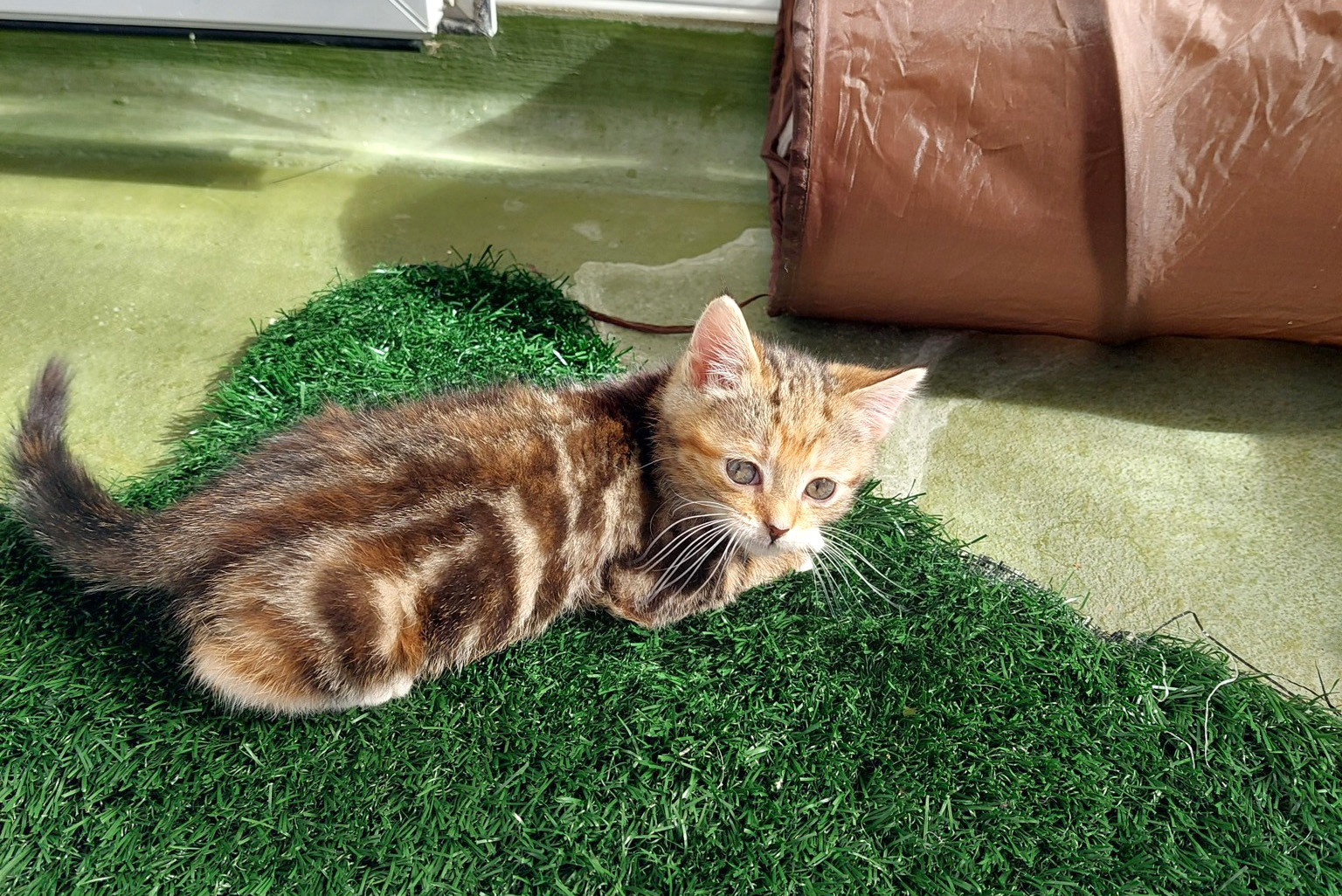 Kitten in a playroom