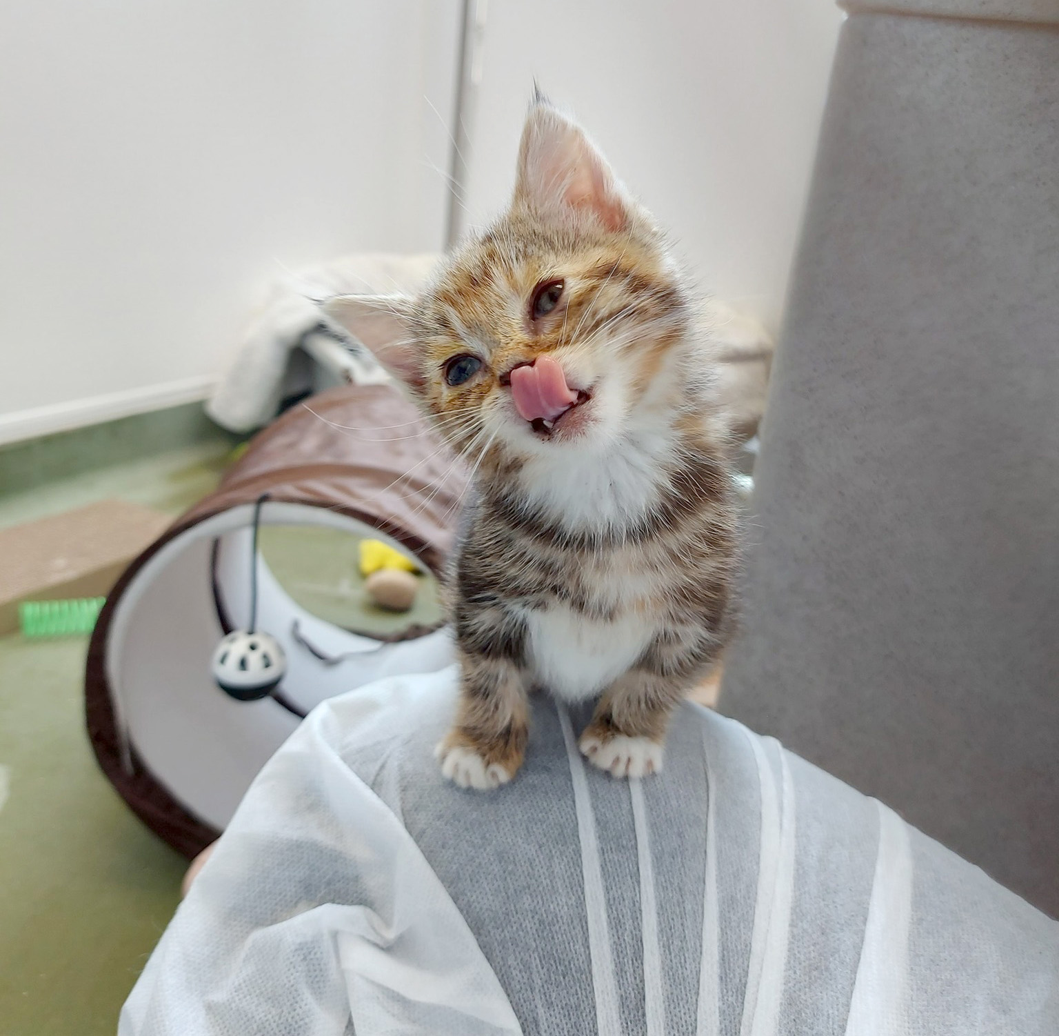 Cheeky looking kitten with tongue out, sitting on a person wearing protective clothing