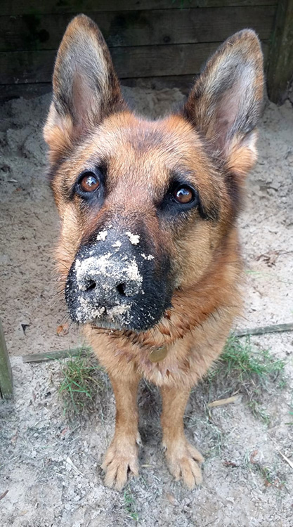 Dog with a sandy nose after digging in a sand pit