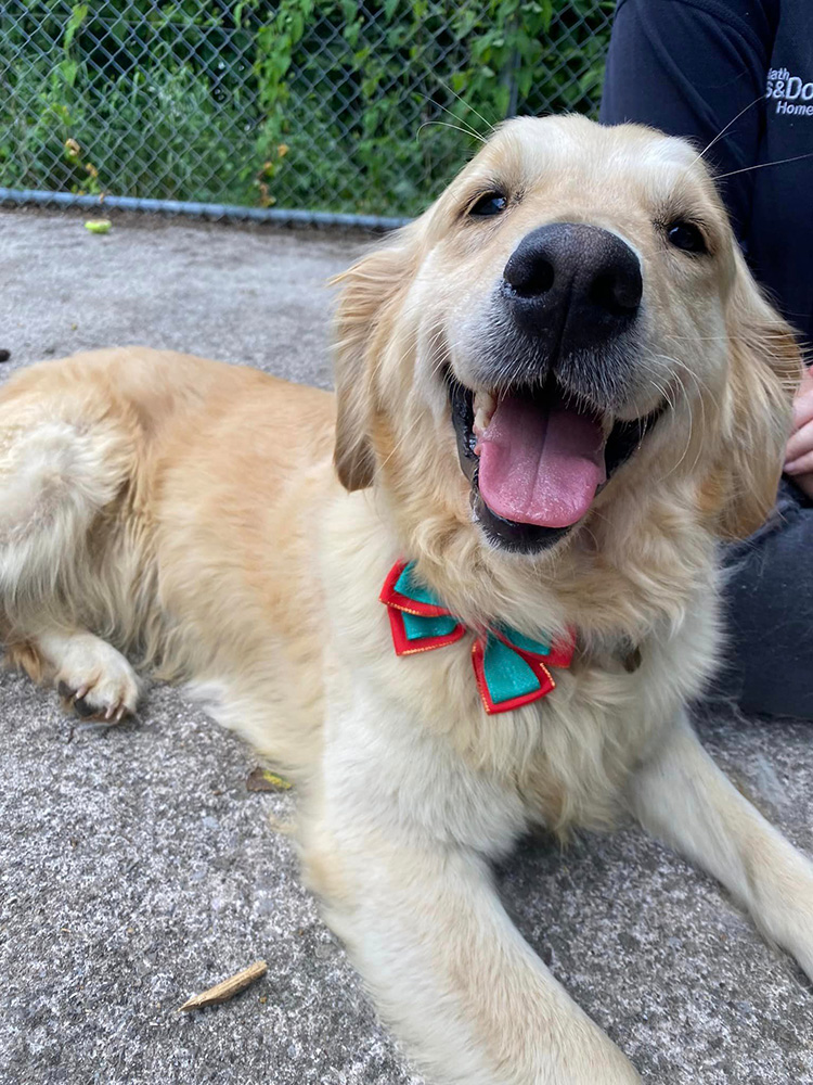 Dog in rescue shelter paddock