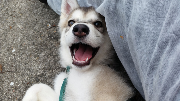 Naughty husky puppy playing