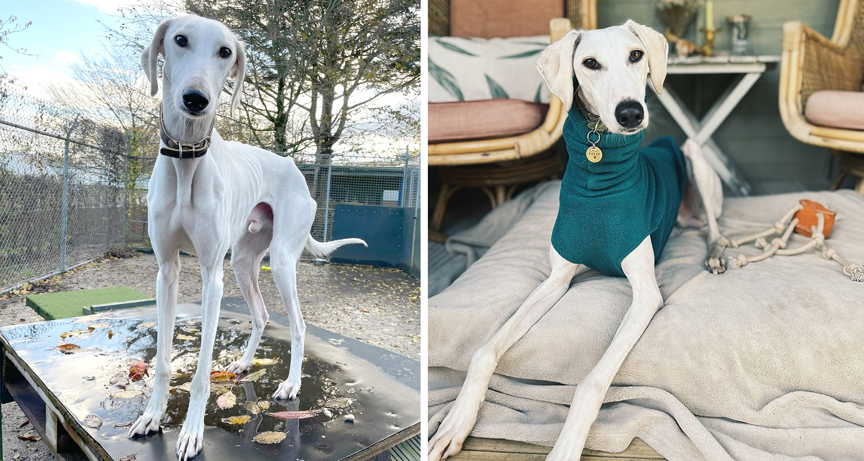 Pablo in the kennels and after adoption