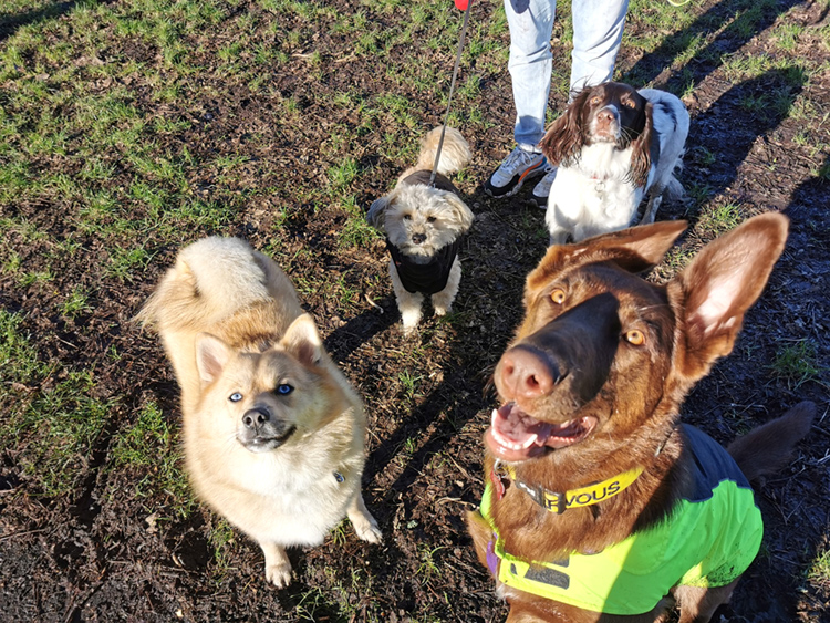 Peggy the dog with other doggie friends on a play date