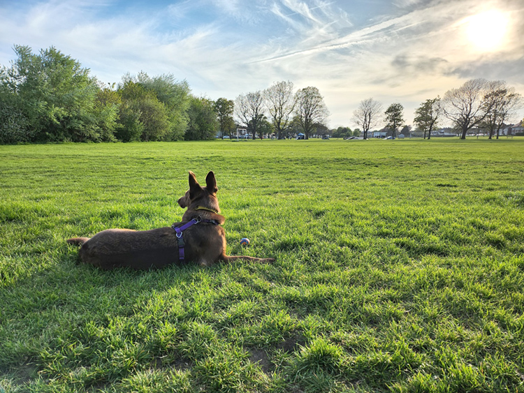 Peggy the dog relaxing in a field on a walk