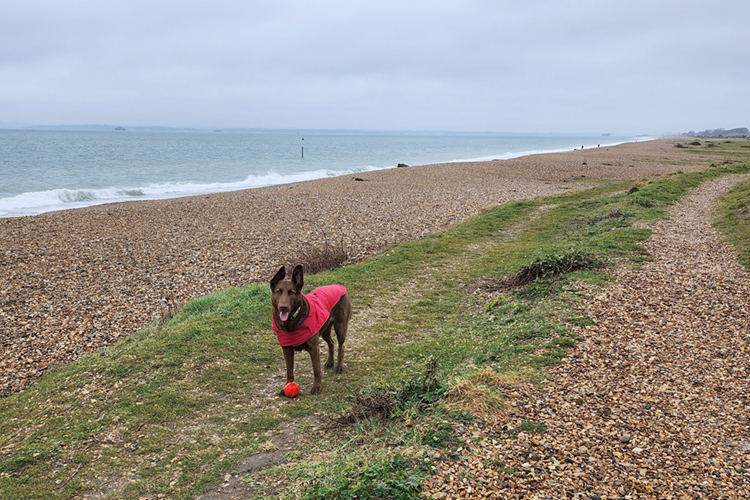 Peggy the dog on the beach with her ball