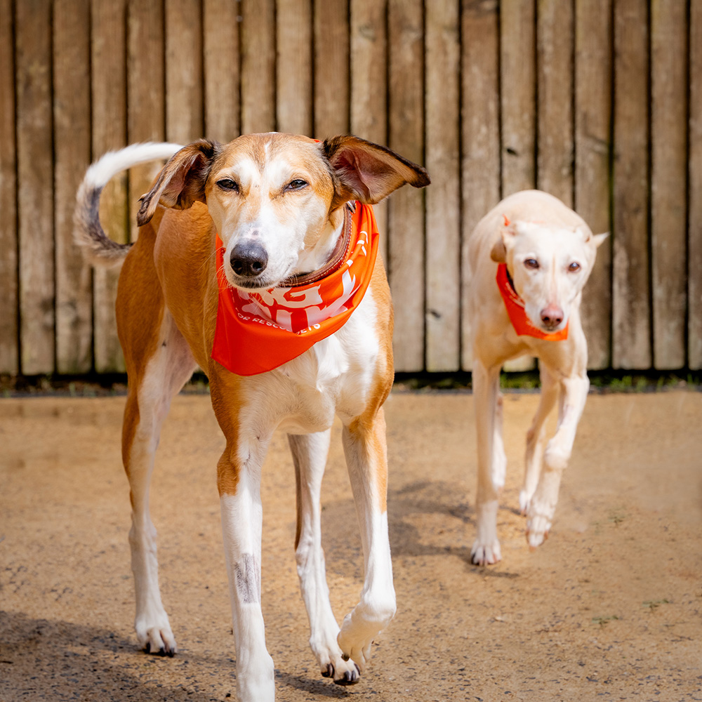 Two lurchers in a rescue environment
