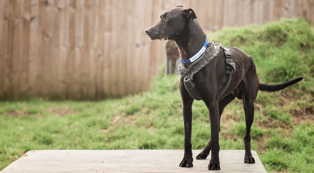 Puffin a lurcher found with facial scars