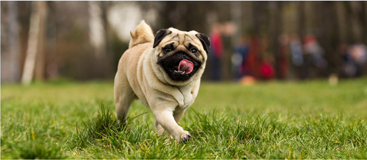 Flat-faced (brachycephalic) dogs, such as pugs or bulldogs, often have trouble breathing.