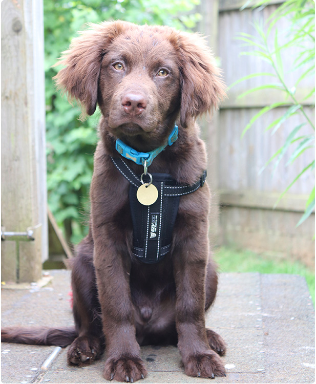 Older spaniel puppy sitting in our paddock