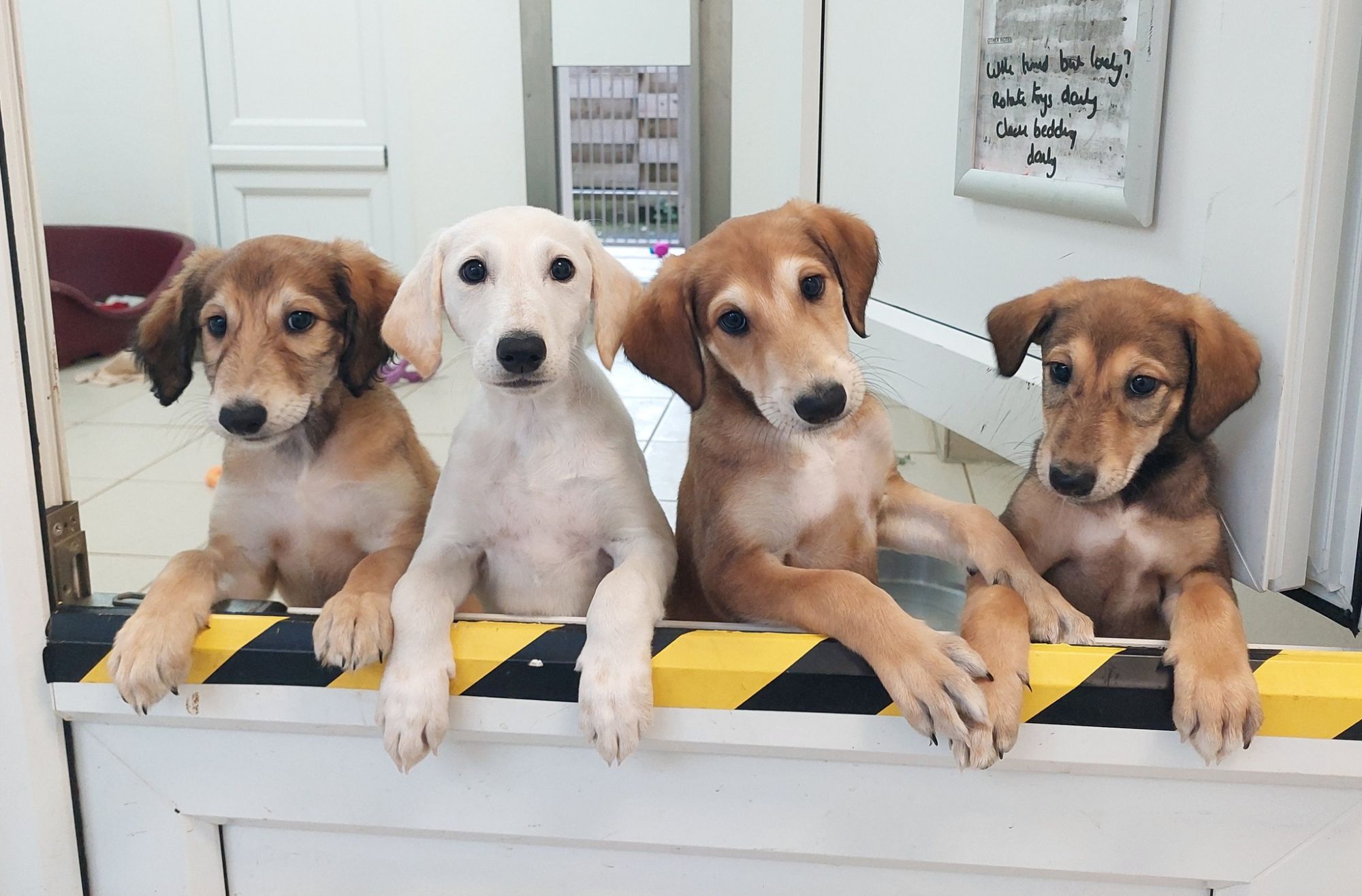 Four puppies at gate in kennels