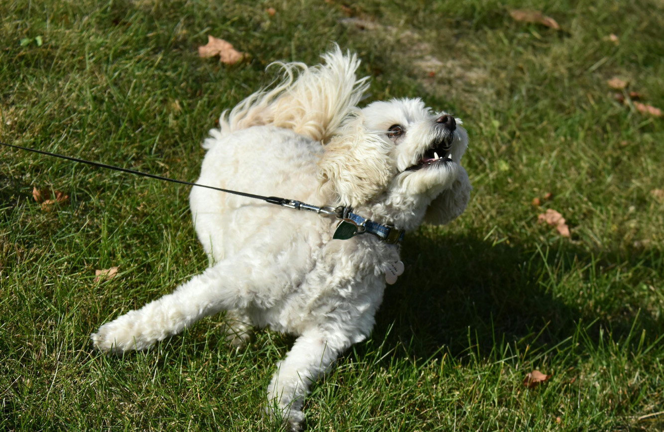 Small dog being reactive, on an extendable lead attached to a collar