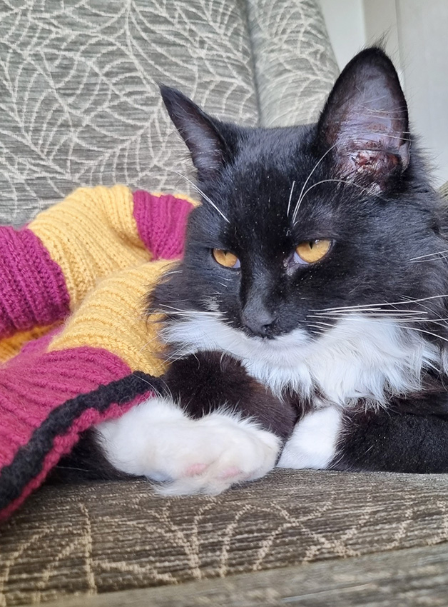 Reuben the cat in his adopted home