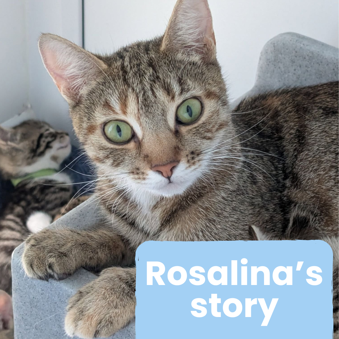 Click here to read Rosalina's story