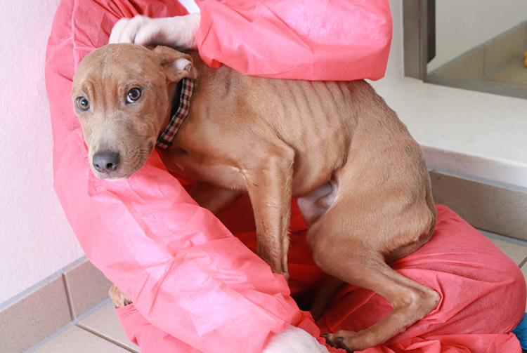 Scared puppy on carers lap, part of a RSPCA case