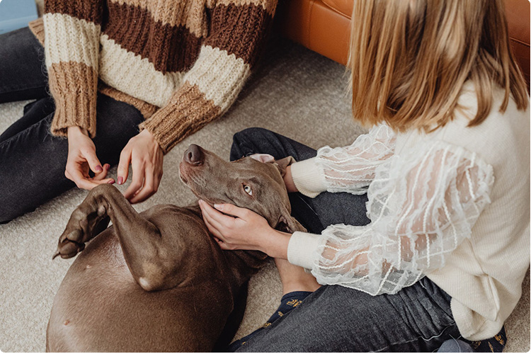 stressed dog showing stiff body language, closed mouth and whale eye