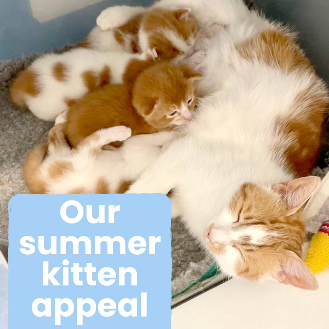 Click here to read our summer kitten appeal