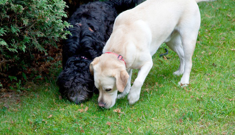 two dogs sniffing the ground