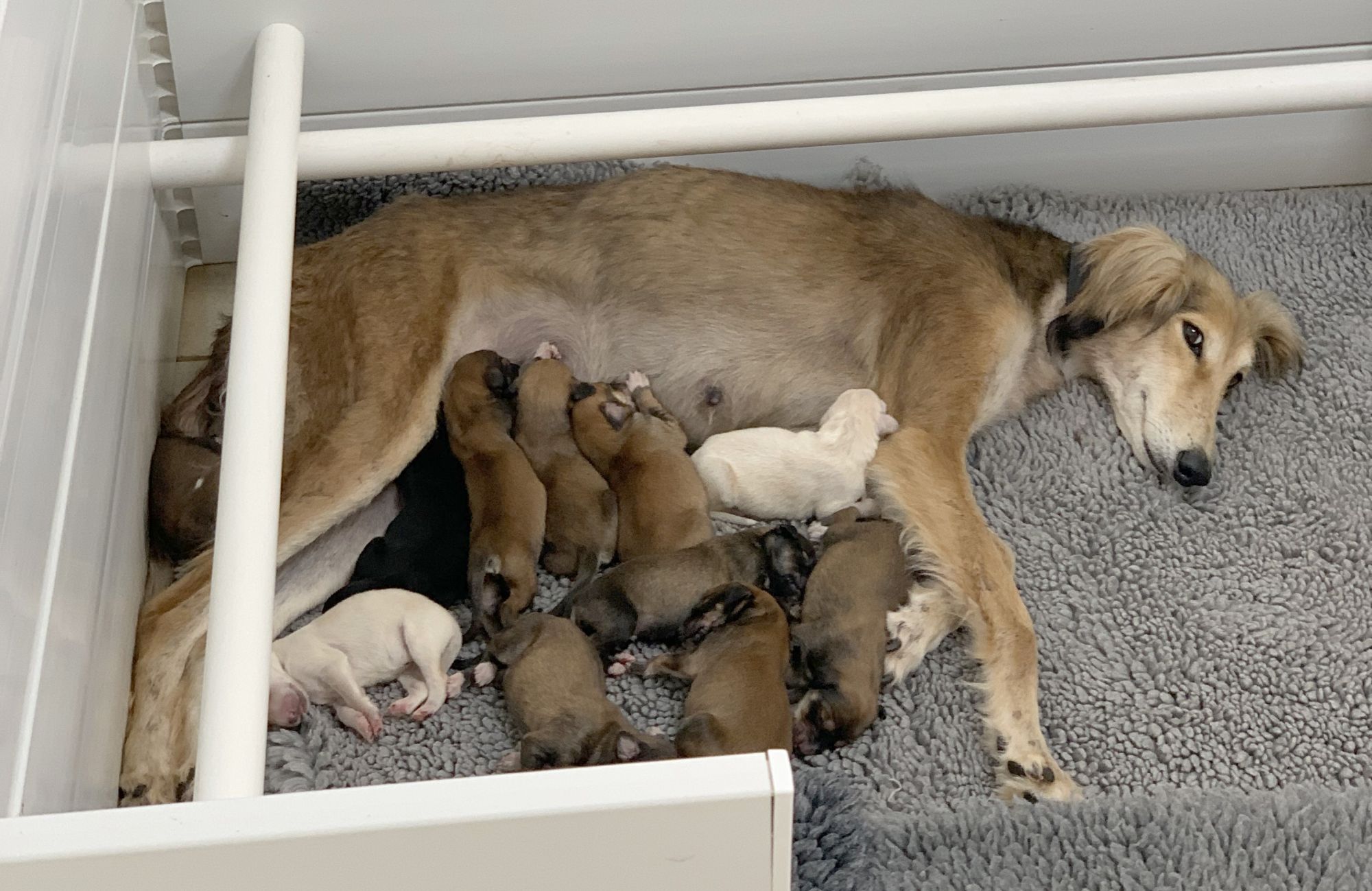 Valerie with her 11 puppies, shortly after giving birth