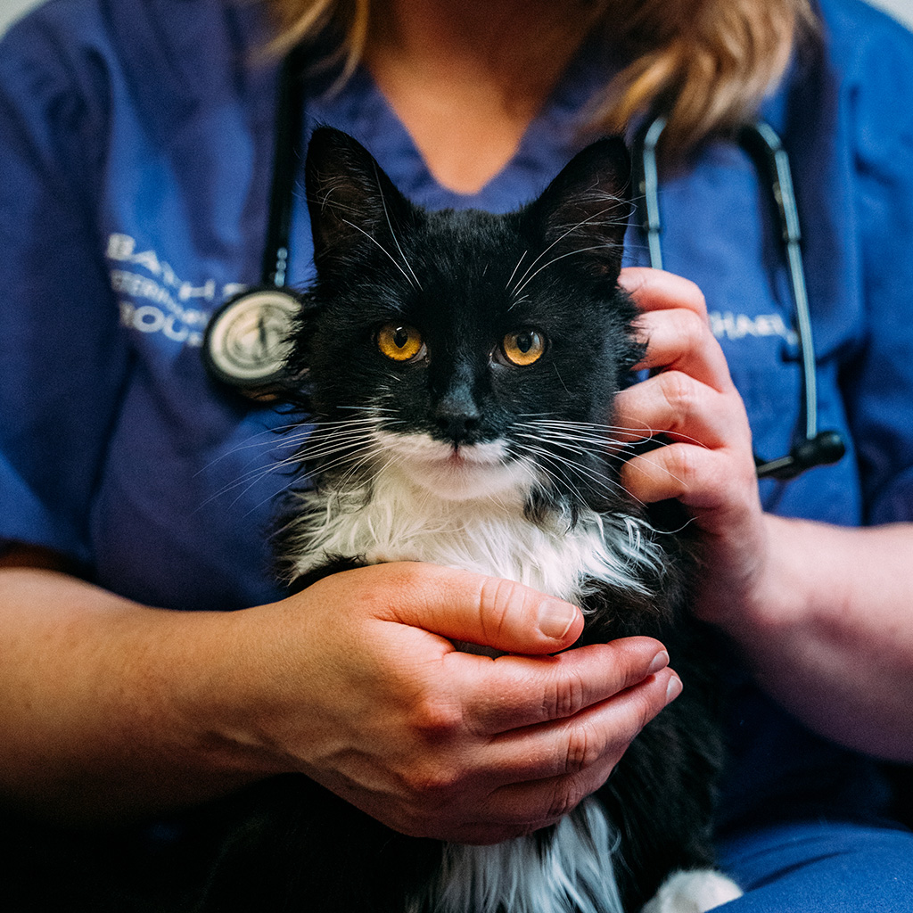 cat with a vet