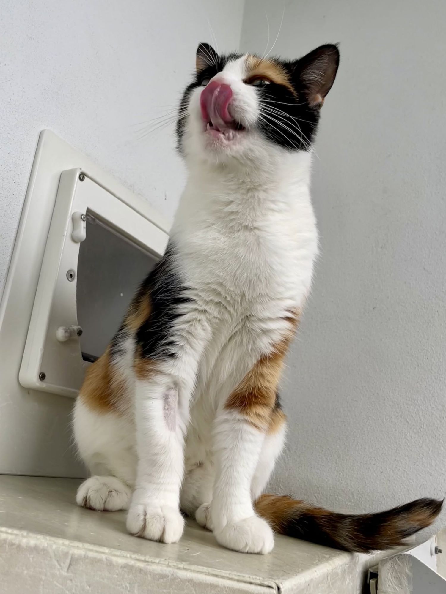 Vixen in cattery looking healthier