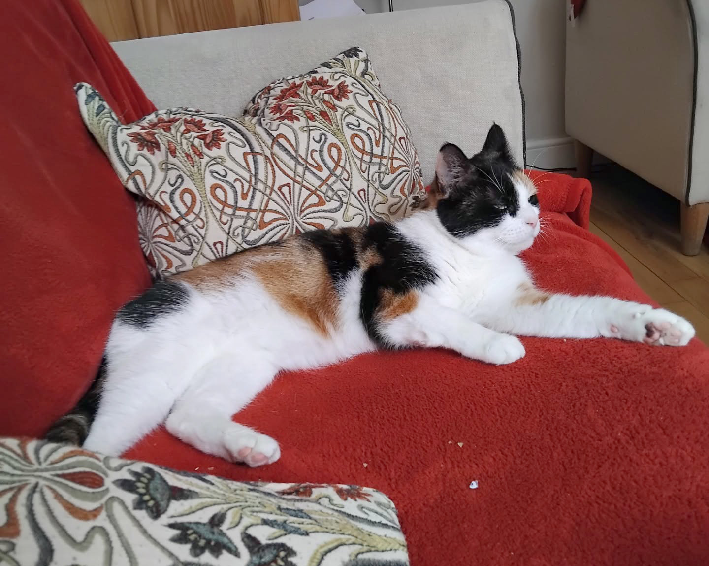 tortie cat looking relaxed on a sofa