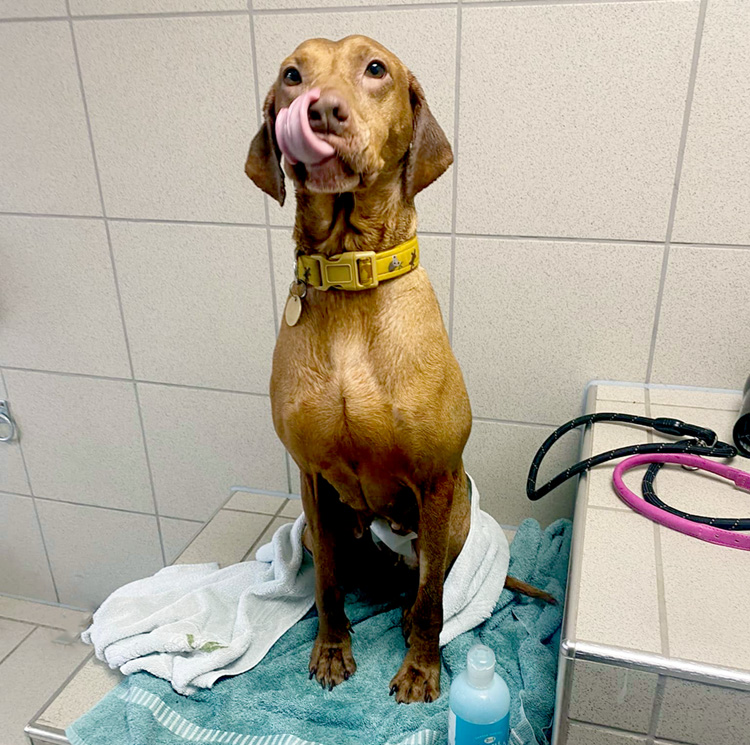 dog in grooming room