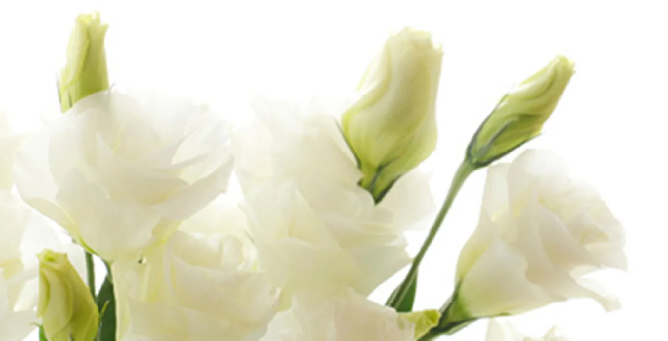 Funeral collections image