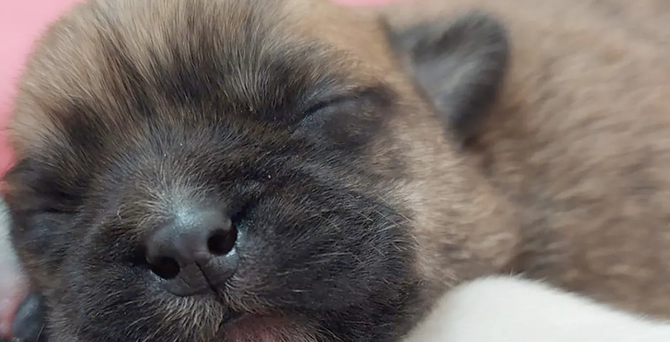 Puppies image