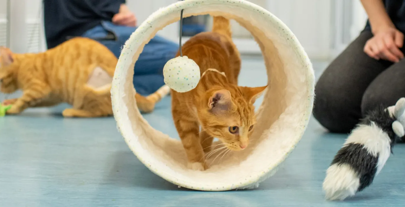 Kittens image
