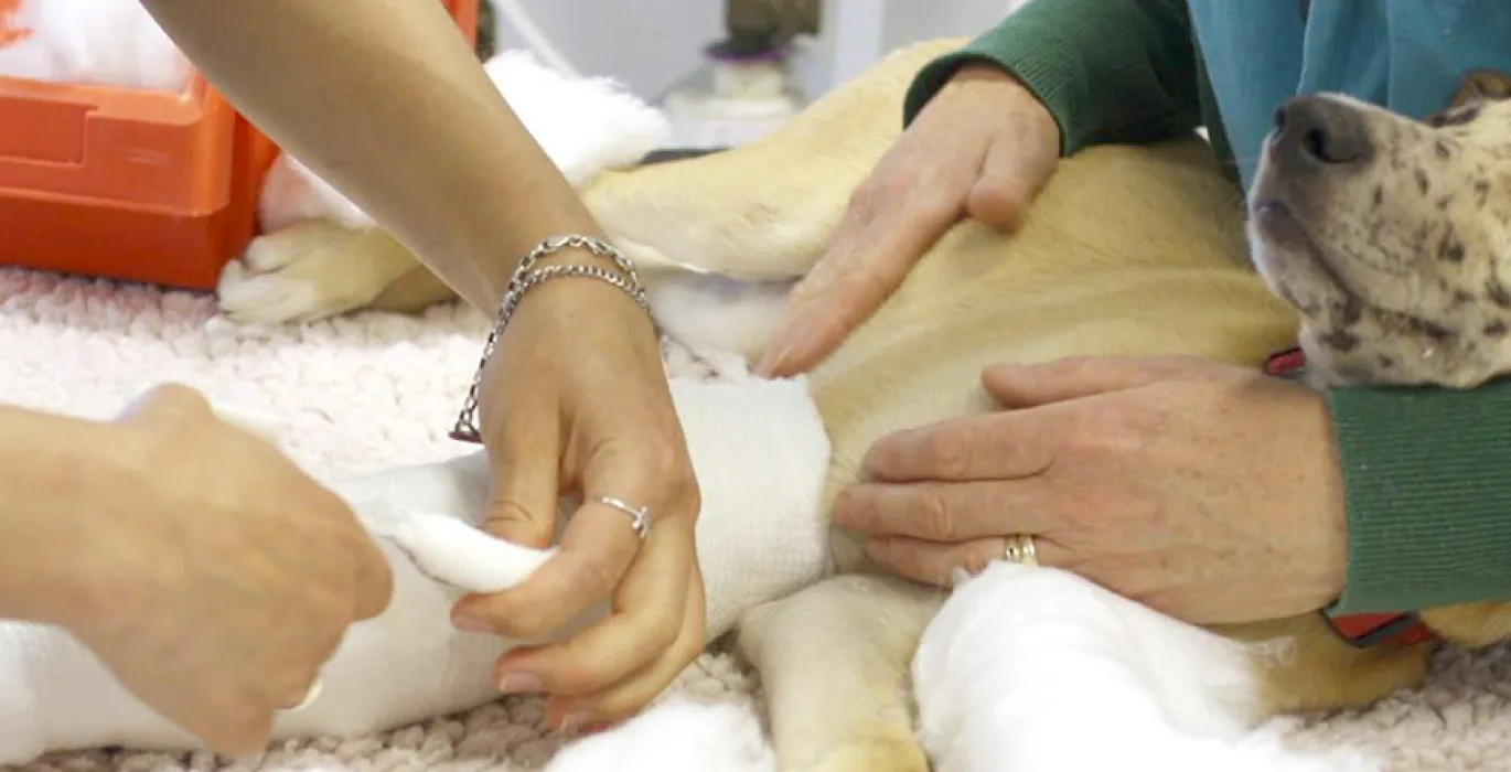 Emergency vet care – financial assistance image