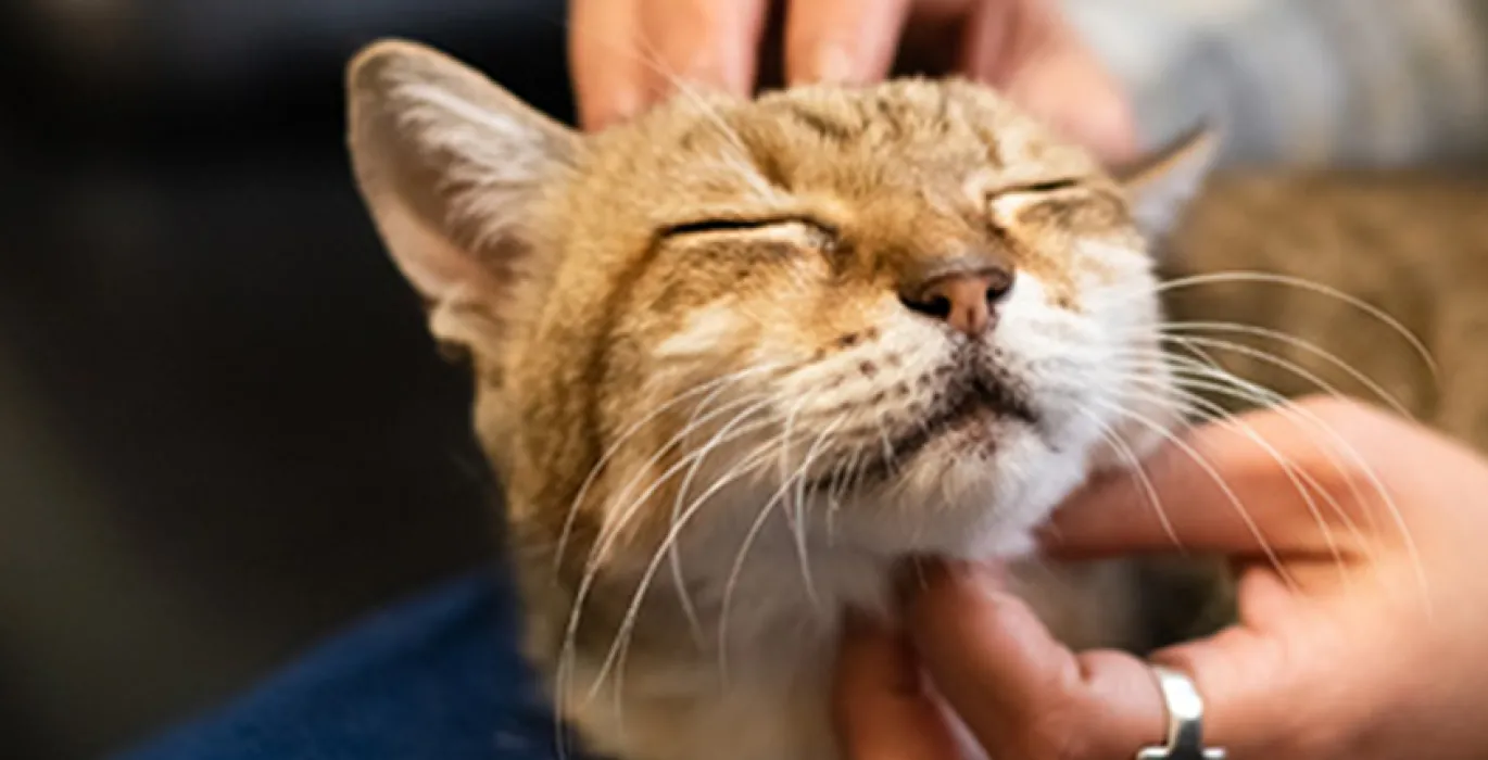 Veterinary and pet care services support image