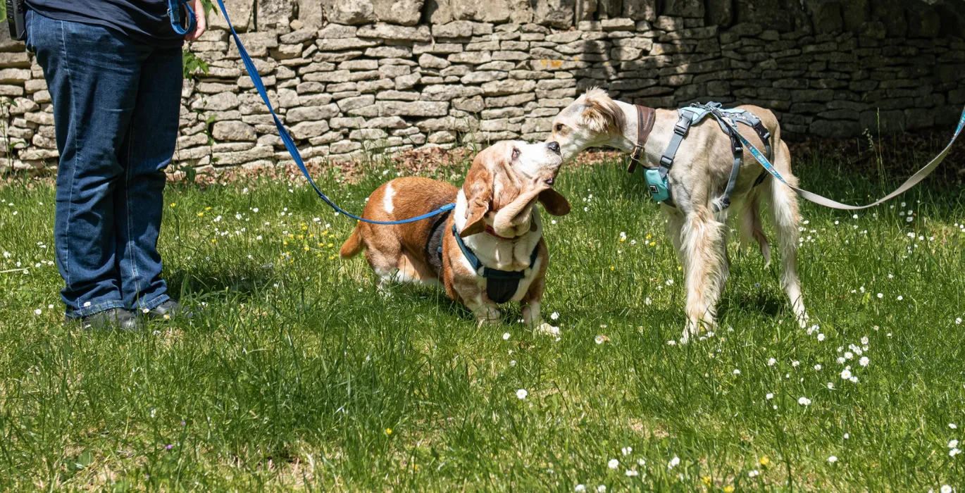 Introducing new and existing pets image