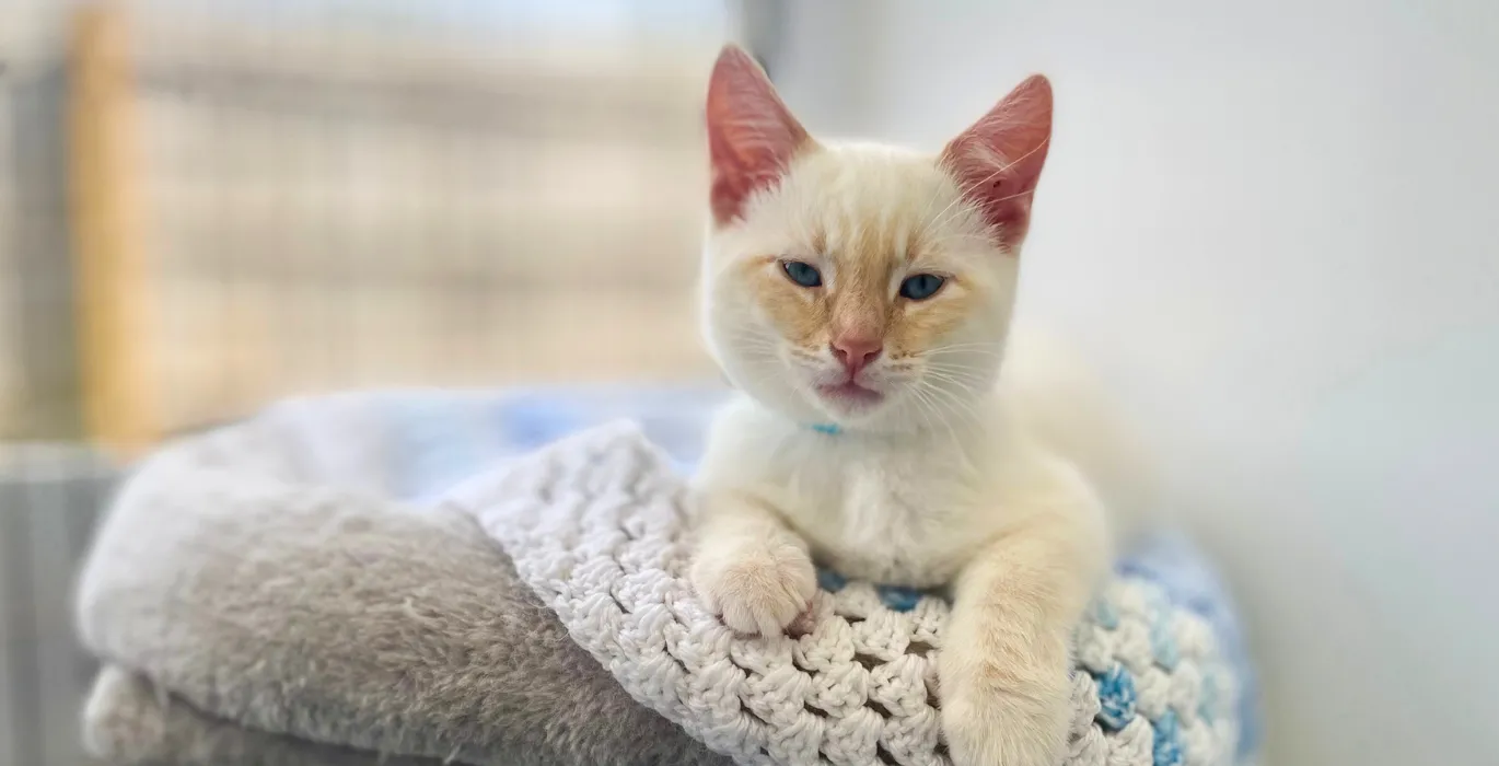 Adopting a kitten or puppy? image