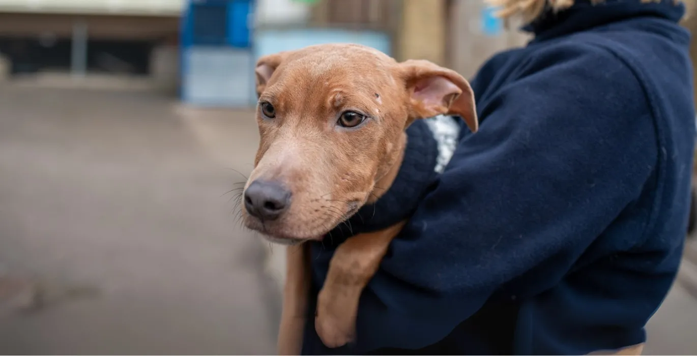 No longer able to look after your pet? image