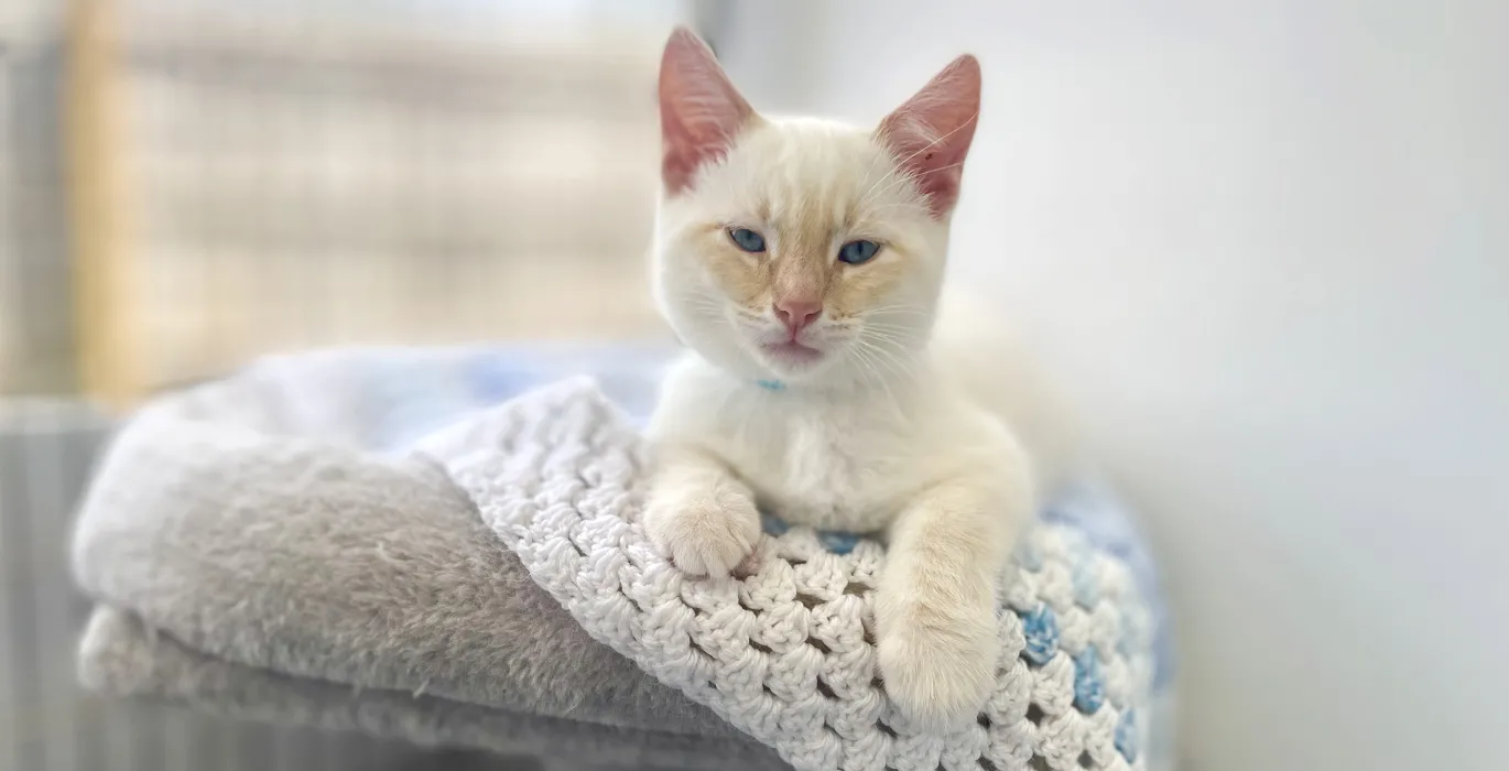 Feline fine summer image