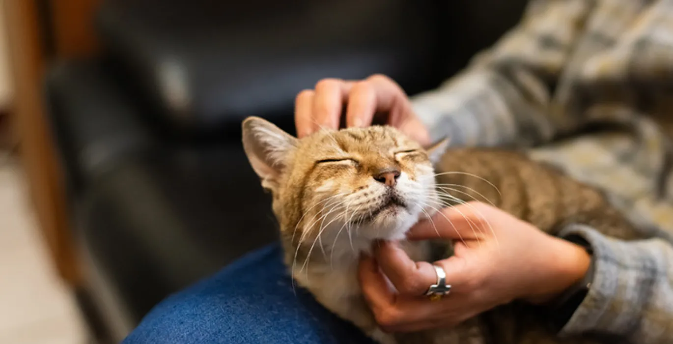 Email favourites - pet care image