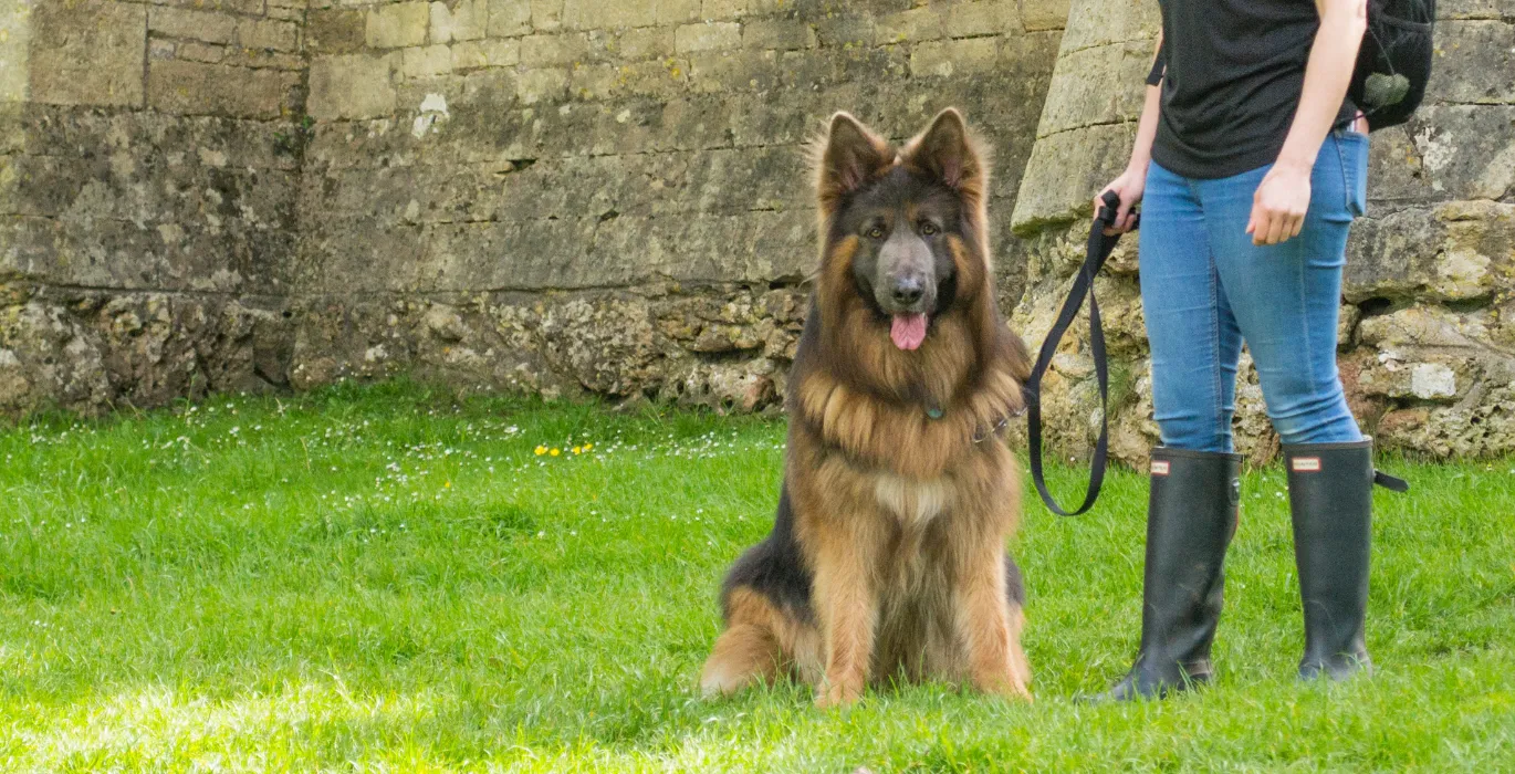 Fundraising with your dog image