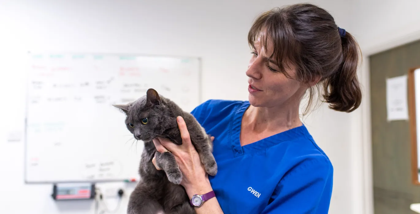 Veterinary and pet care services support image