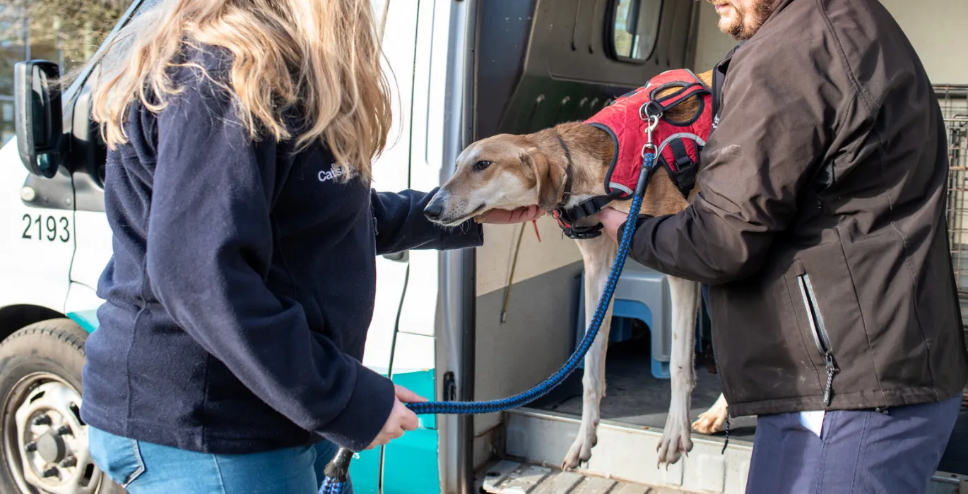 Stray animals: collection, fines & rehoming image