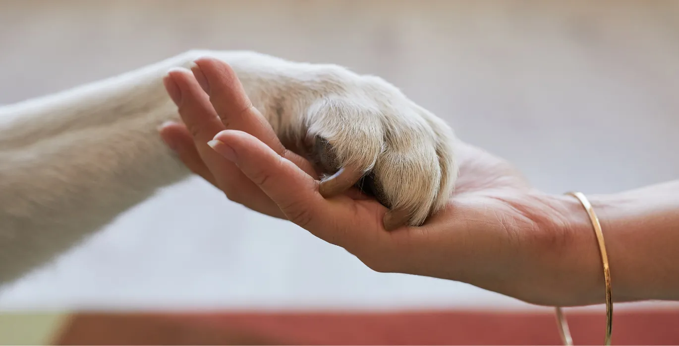 Future Paws Promise image