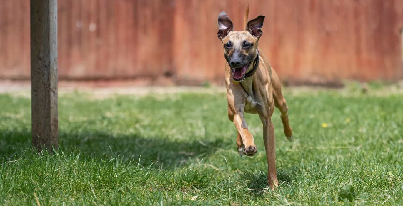 Foster an animal image
