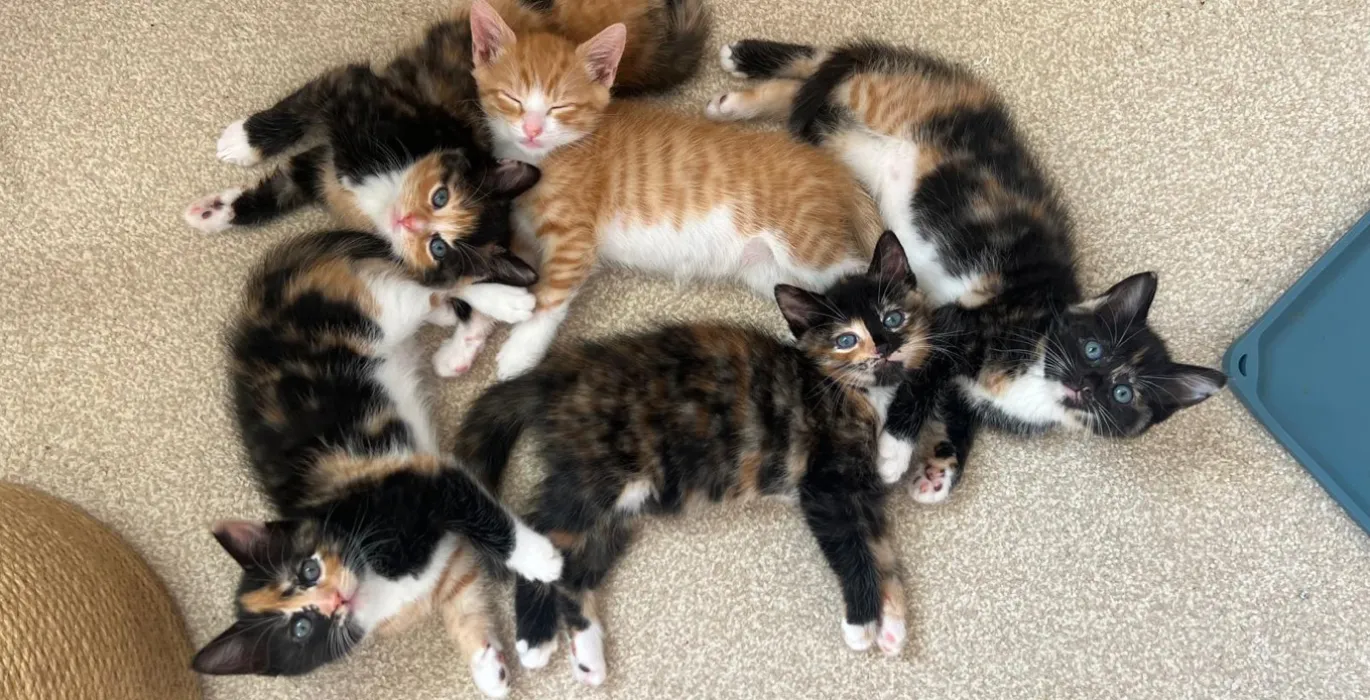 A step-by-step guide to fostering image