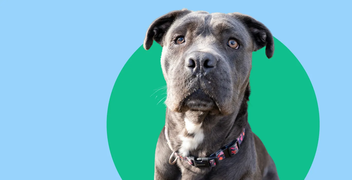 Teenage tails need you! image