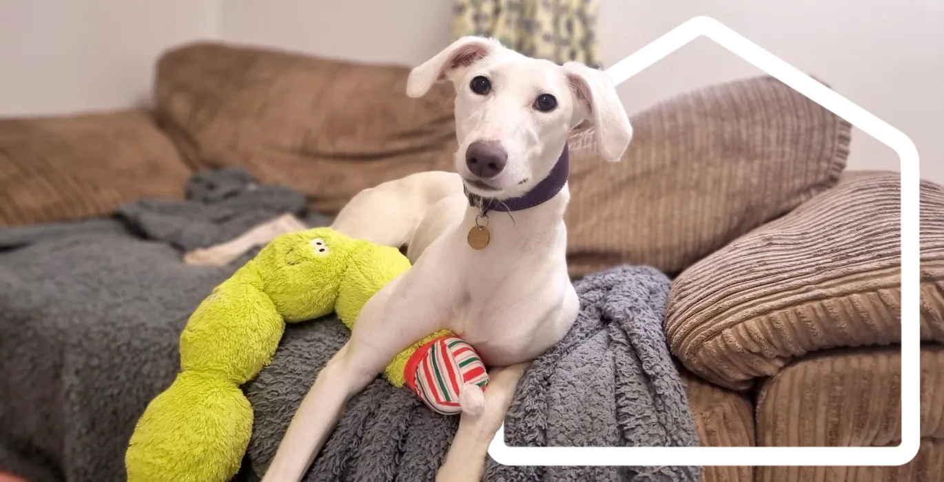Adopt a cat or dog image